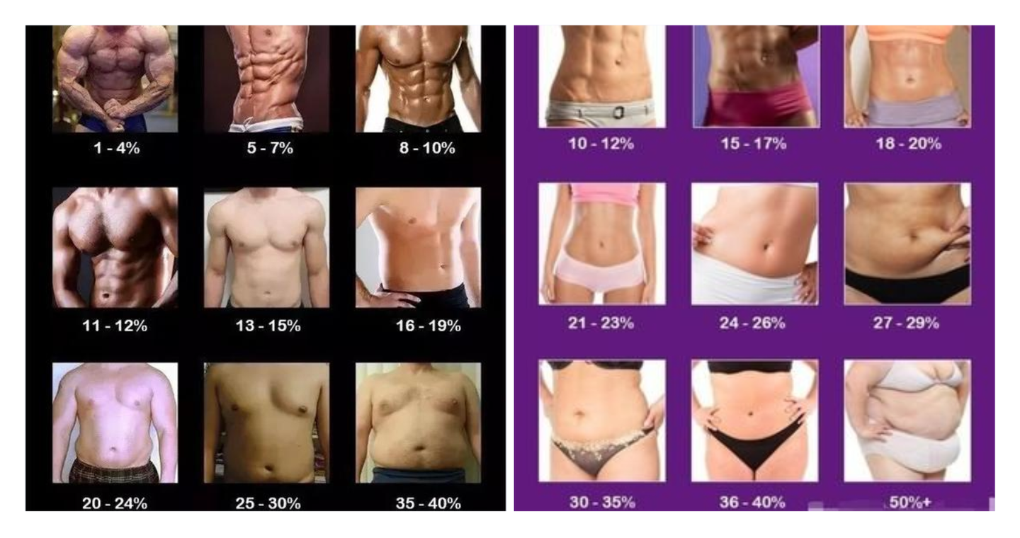 为什么女性的体脂率比男性的高 而发福带来的健康问题男性会比女性更加严重 我们怎么才能对抗肥胖 知乎