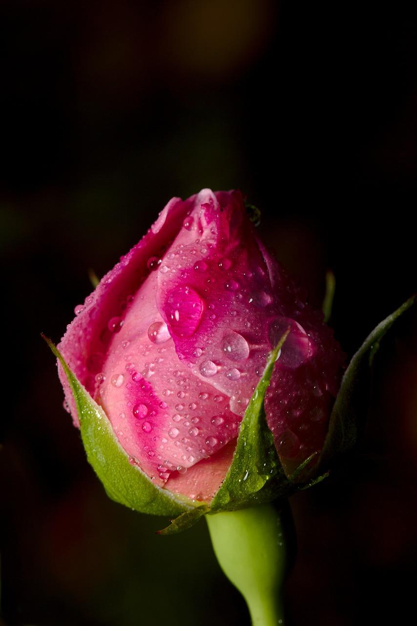 4. 玫瑰种子颜色