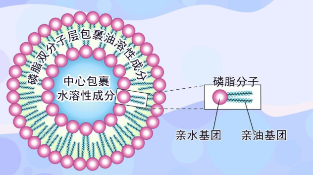 giant unilamellar vesicles 巨型单分子囊泡-组装体的示意图 - 知乎