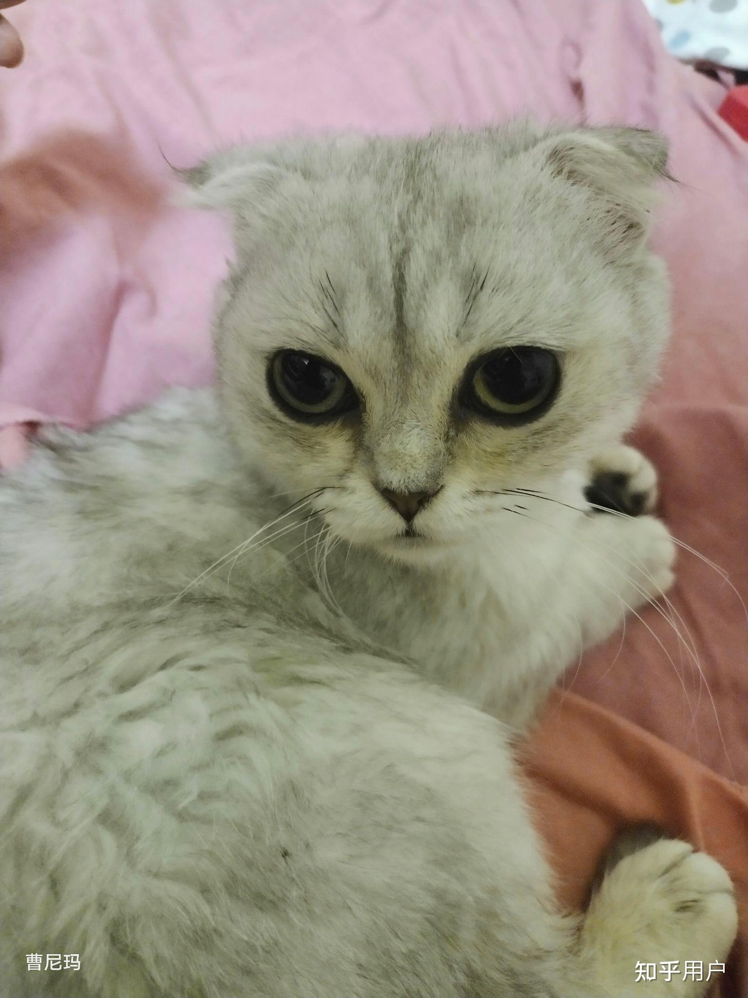 懂猫的朋友们好的银渐层折耳价格一般在多少