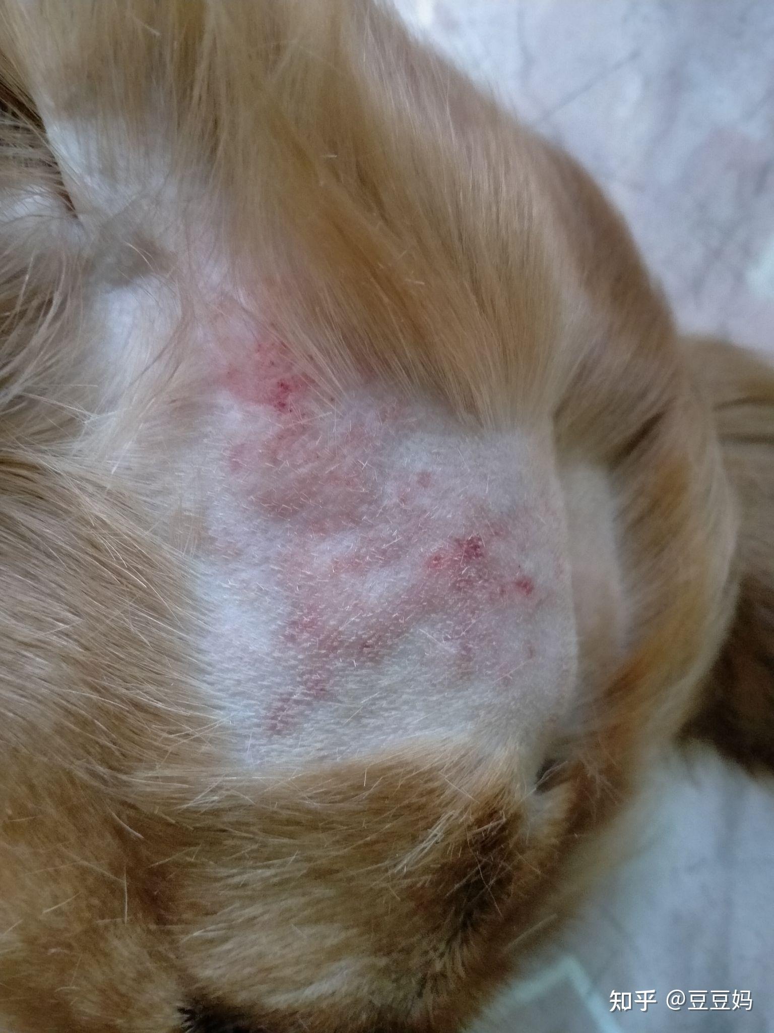 柯基的皮肤病总是反反复复,该如何保养狗狗皮肤? - 知乎