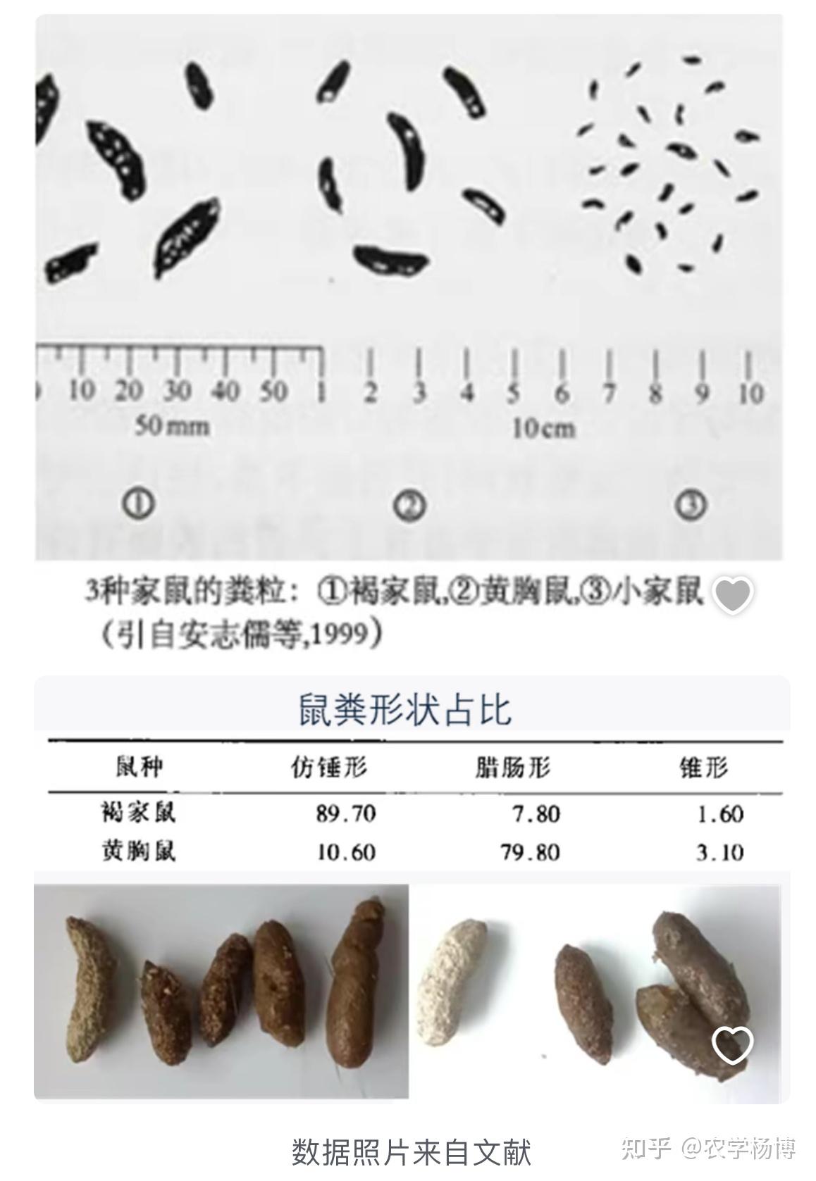 请问大家这是老鼠屎吗? - 知乎