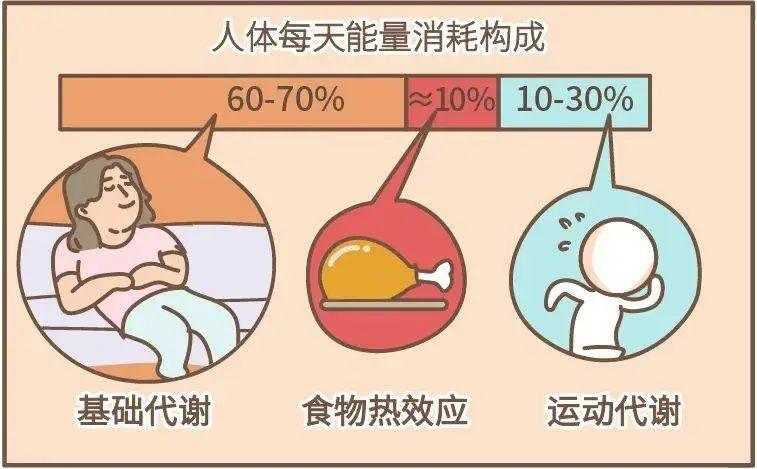 什么是代谢？如何提高代谢率？哪些食物可以提升身体的代谢？ - 知乎