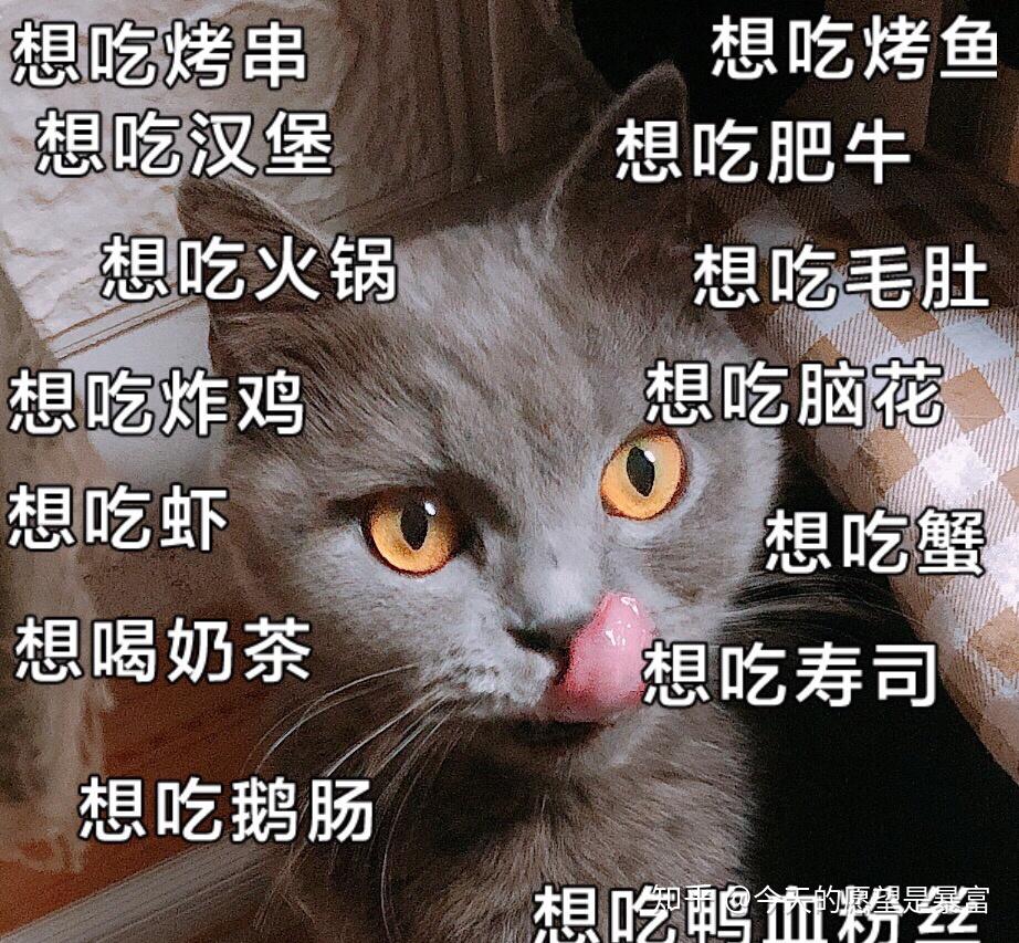 有哪些可爱的猫猫表情包
