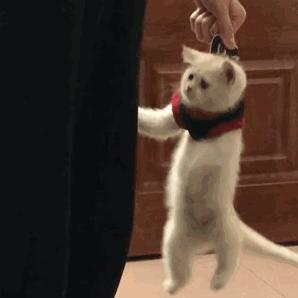 动图封面