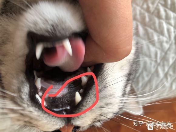 猫咪上牙堂上长出好几个小肉啾啾不知道是啥