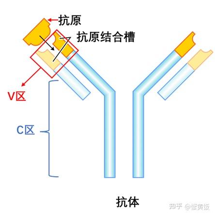 抗体为什么可以特异性结合抗原? - 知乎