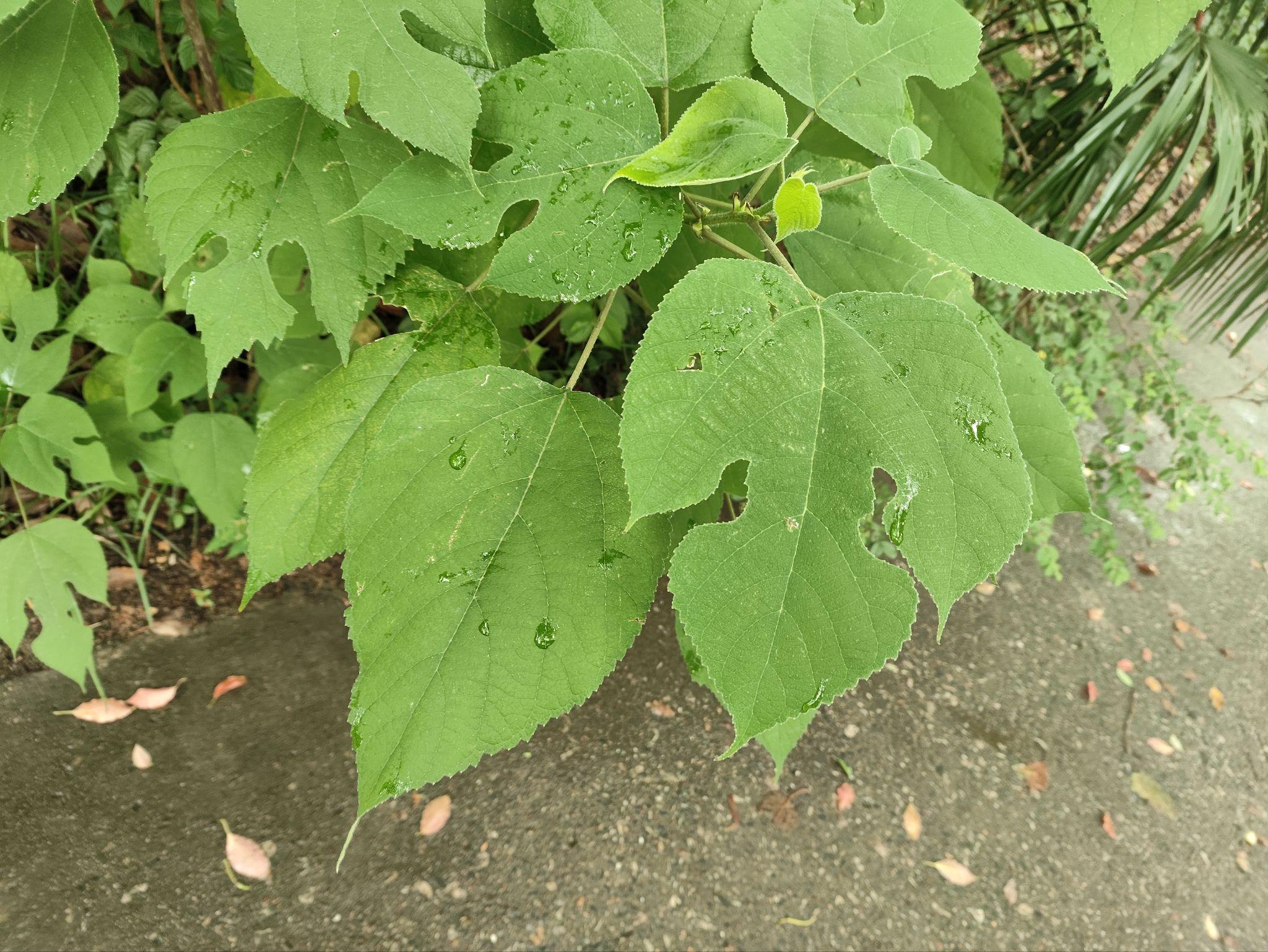 卫矛分公母图片