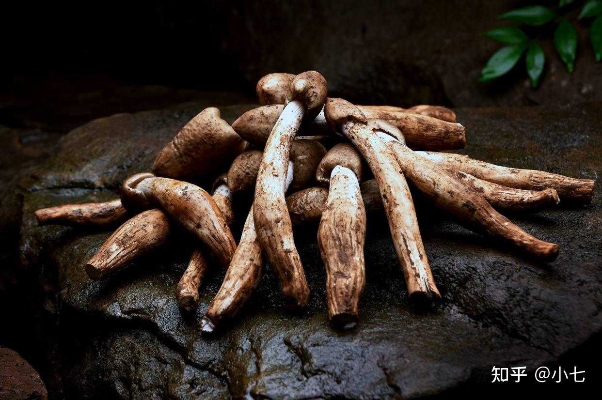 山野藏珍馐——鸡枞菌-云南省林业和草原局-关注森林网
