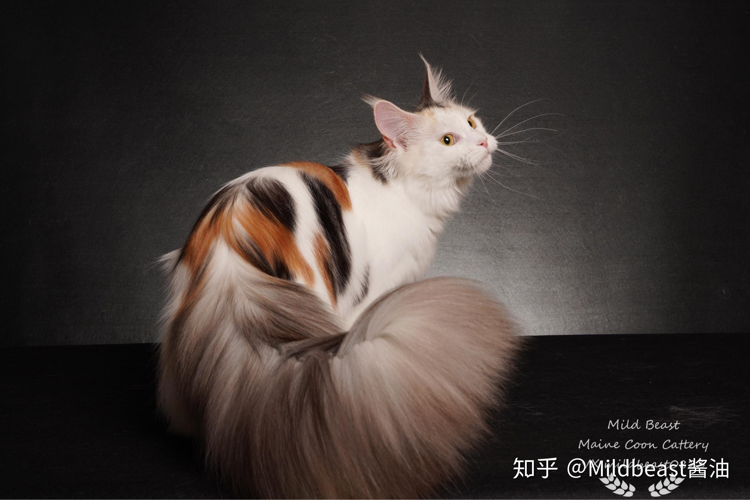 想问一下从猫舍购猫要注意什么,国内缅因猫,西伯利亚森林猫猫舍有哪些