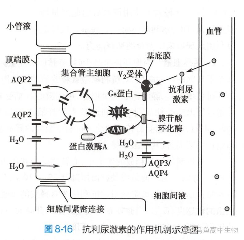 肾小管液图片