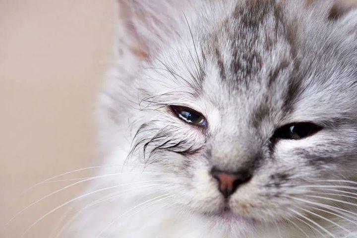 【泪溢】猫咪眼泪多是为什么?7种常见原因快速识别 - 知乎