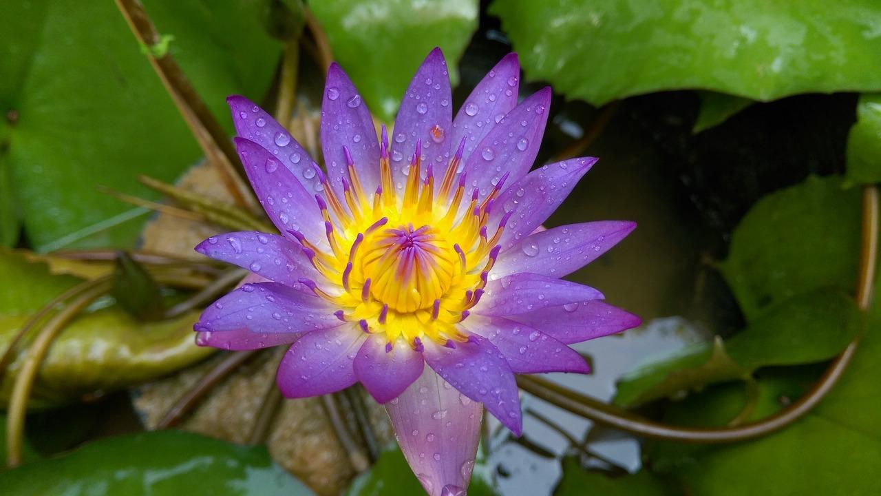 4. 睡莲花种揭秘