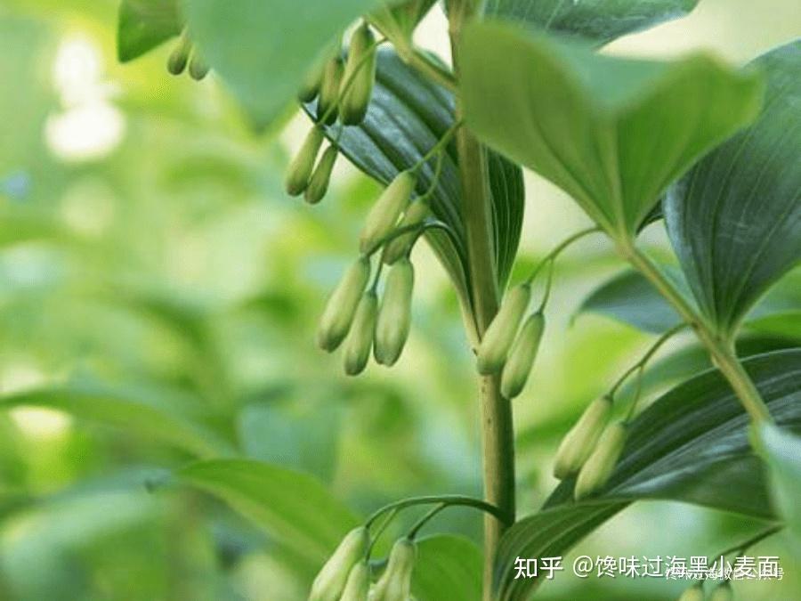 被称为“神仙余粮”的黄精到底有多神奇? - 知乎