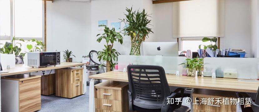 绿植租摆租赁价格