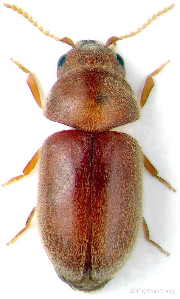 家里最近经常能看到这种棕色小甲虫请问这是什么虫子