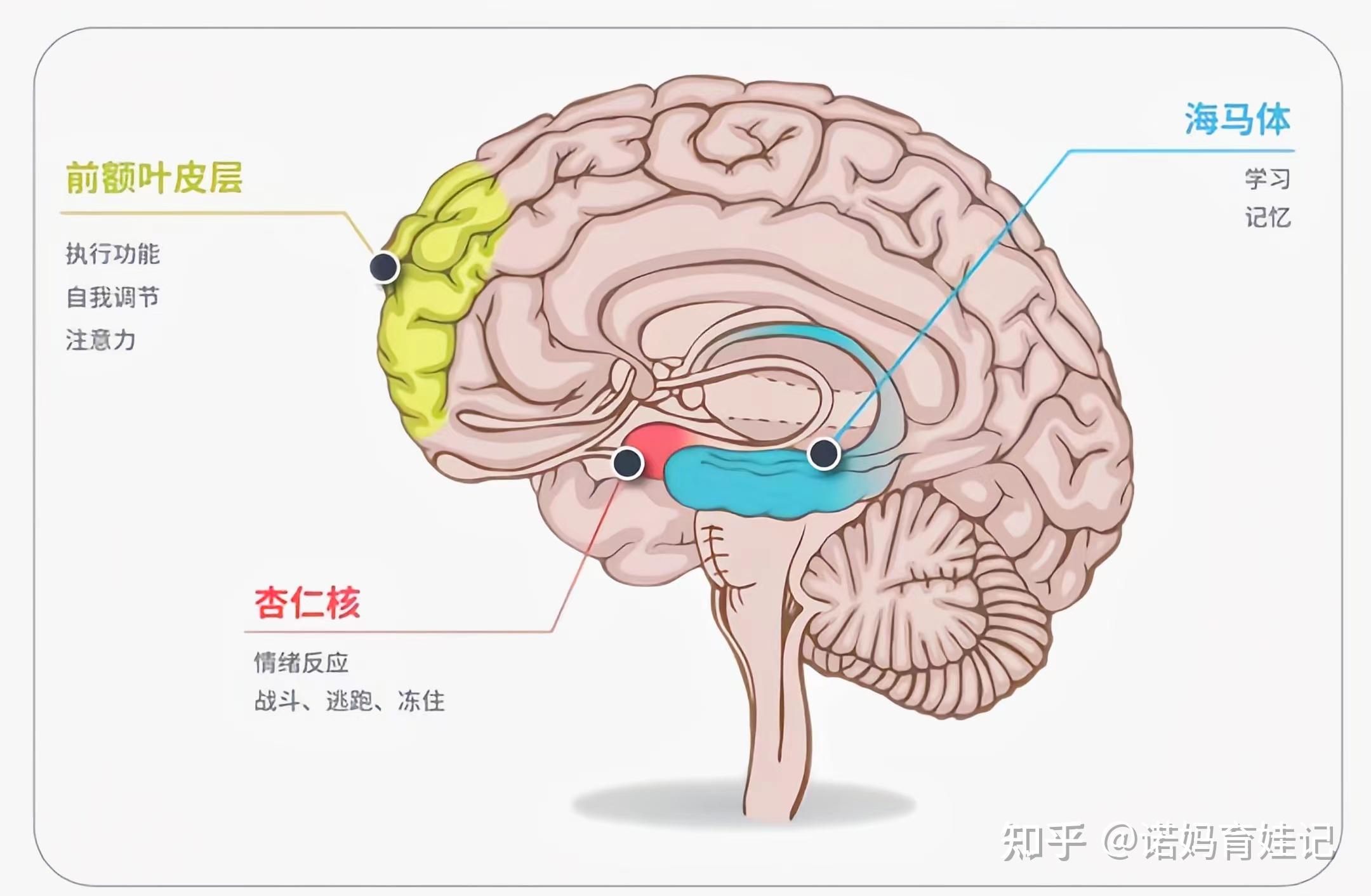 青春期大脑发育会有什么变化? - 知乎