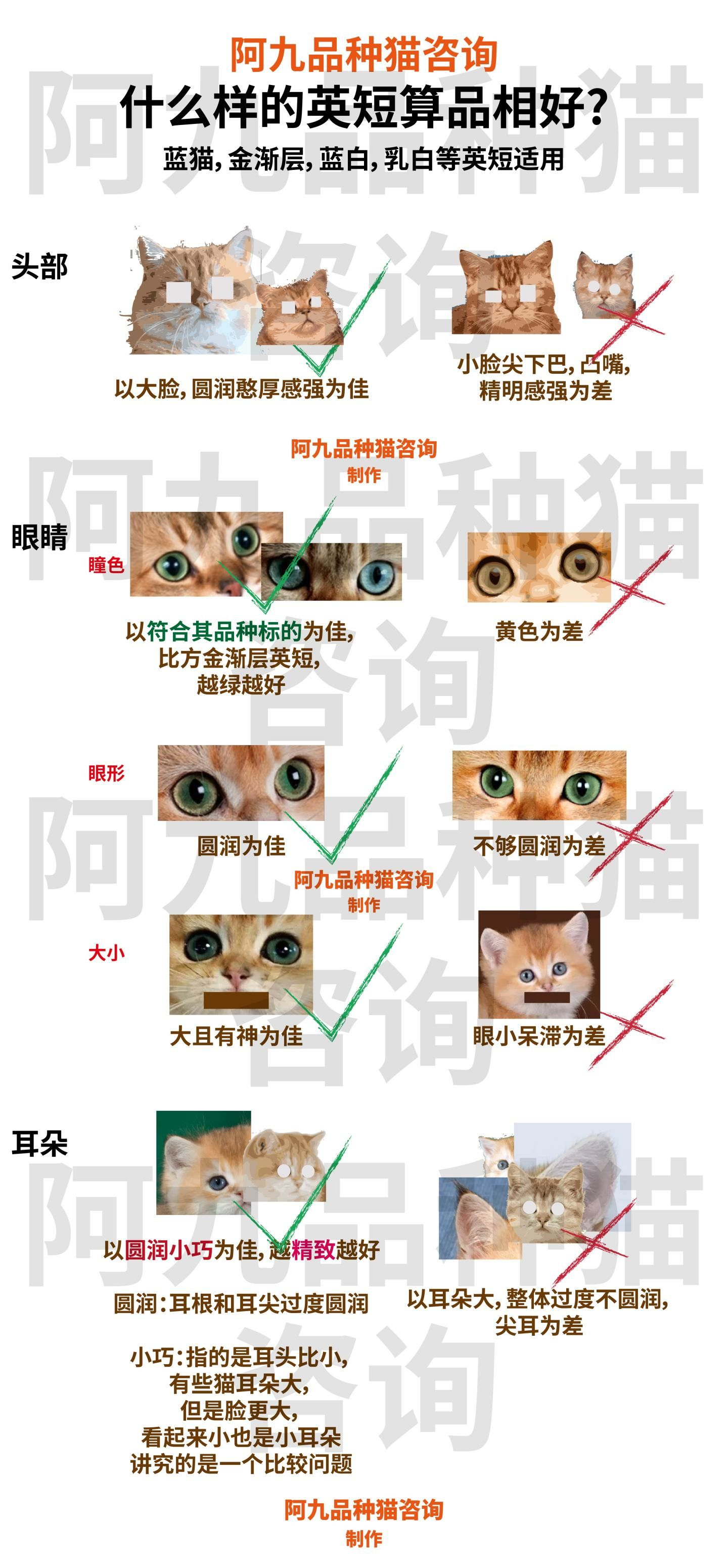 金点猫怎么看品质图片