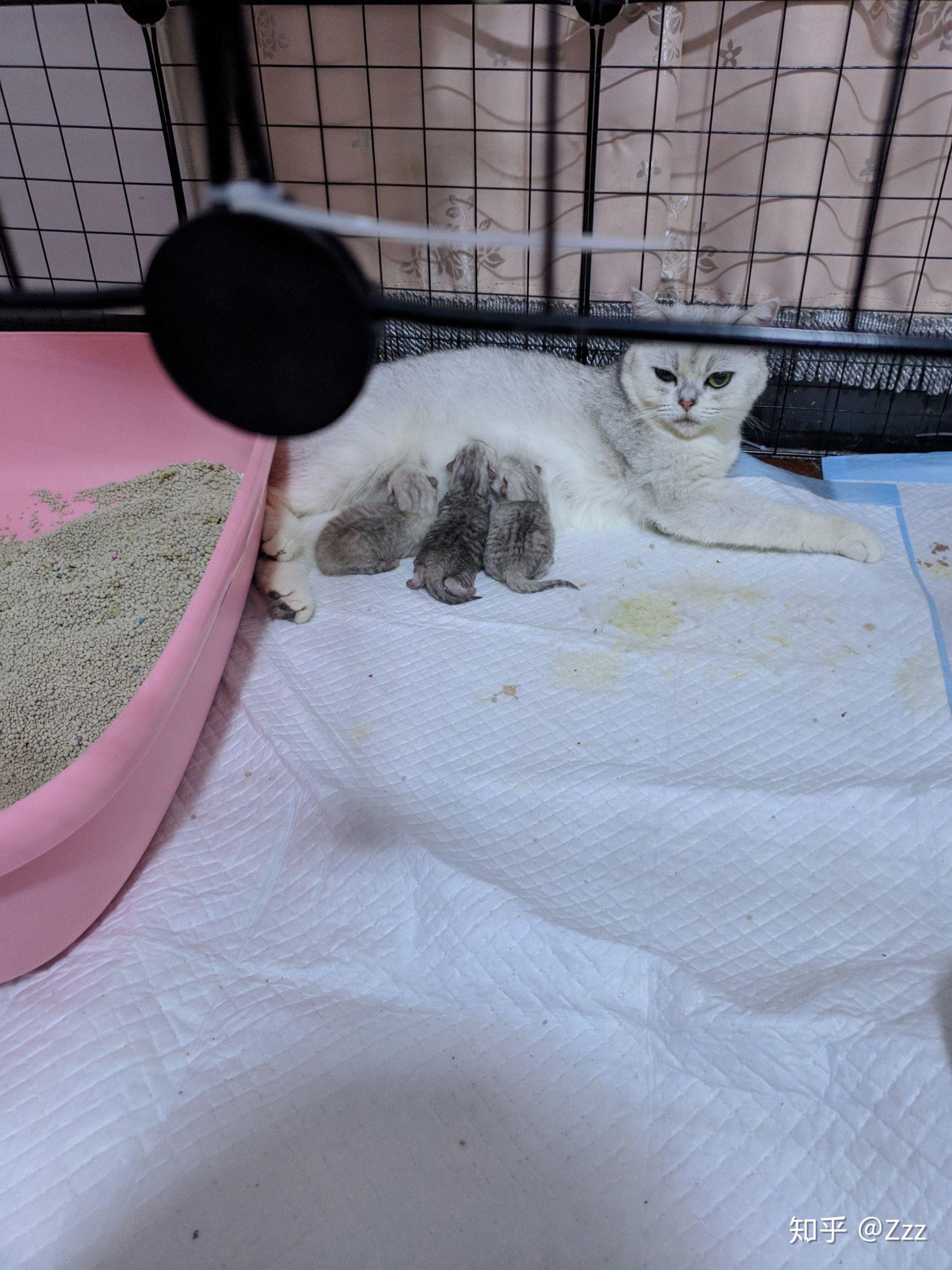 爸妈都是银渐层可是猫宝宝好生下来好黑啊长大是长什么样的呀