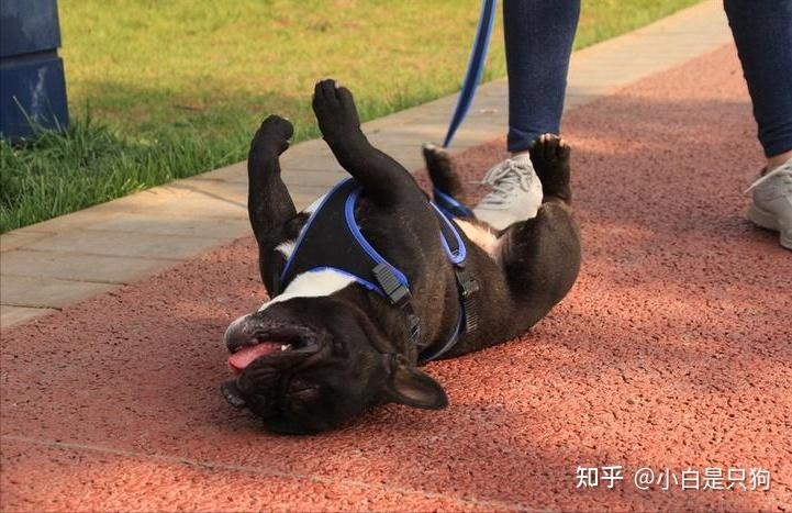一只狗见到你就“打滚”,是很喜欢你?那你就大错特错了 - 知乎