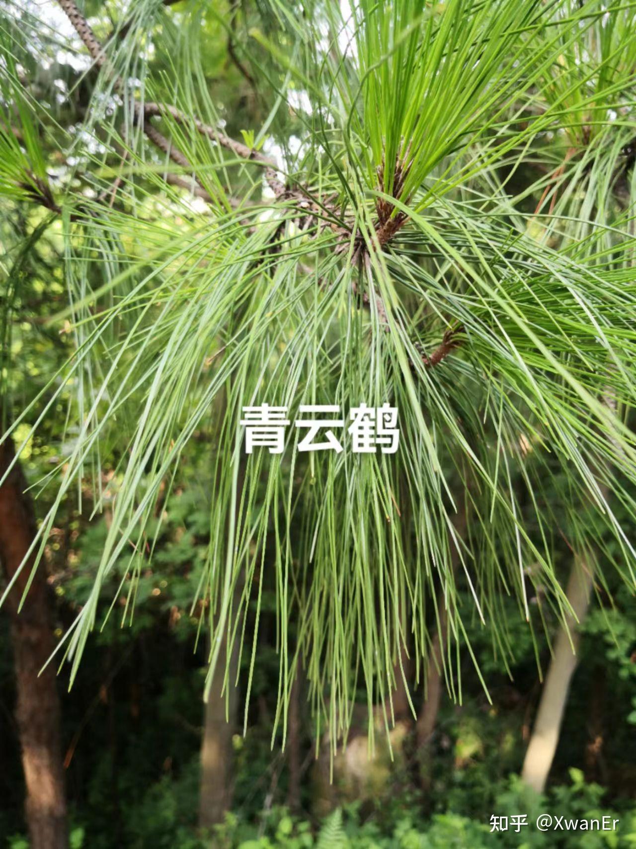 松针茶要嫩的还是老的松针 - 知乎
