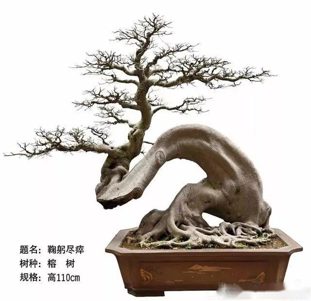 说说树木盆景的根盘 - 知乎