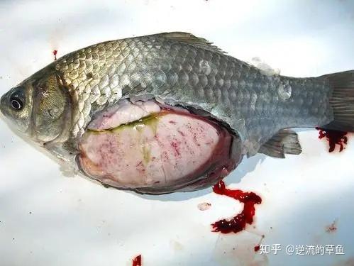 鲫鱼上面的疙瘩是什么? - 知乎