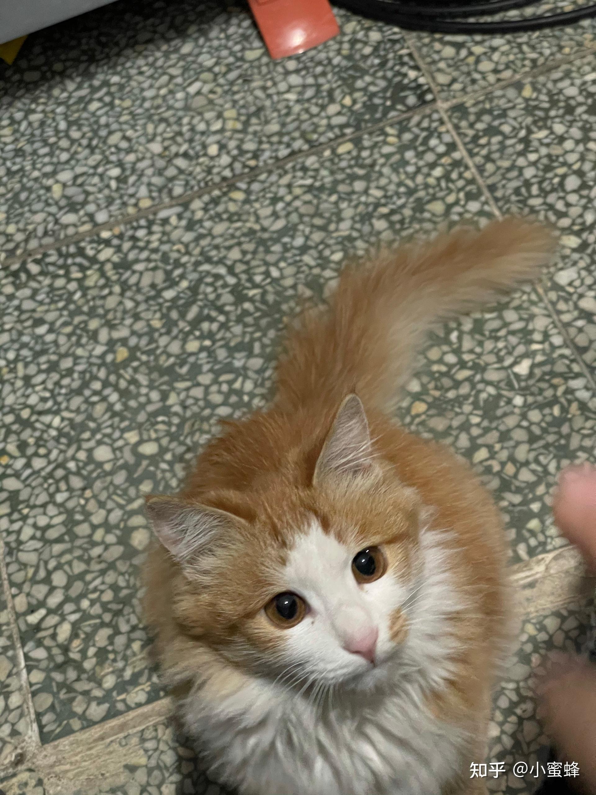 可以看看你们的长毛橘猫吗? - 知乎