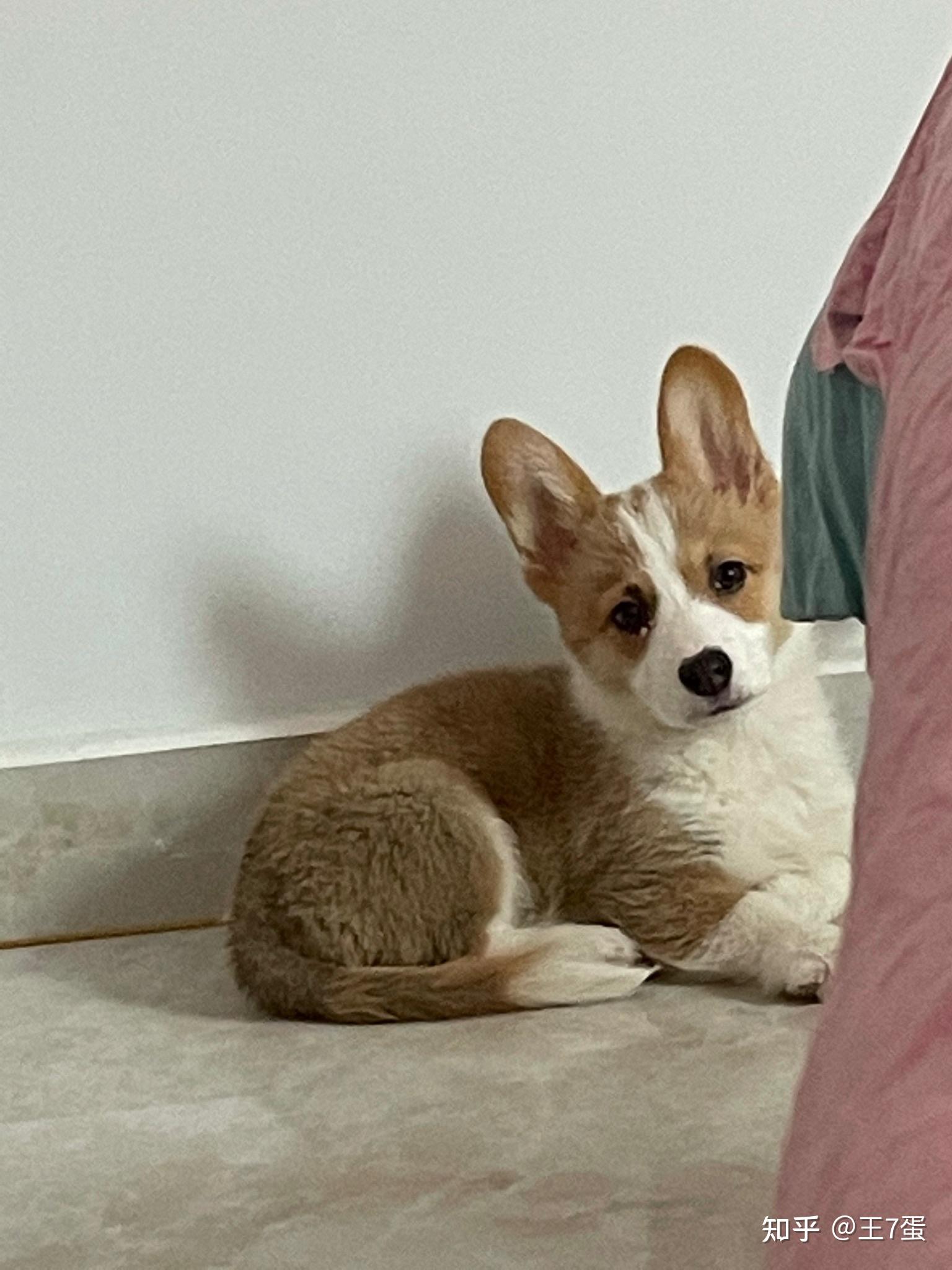 柯基不断尾会怎么样? - 知乎