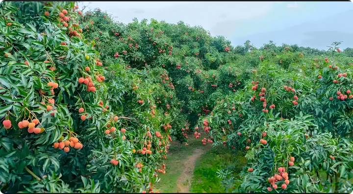 荔枝林的美景和荔枝干的销售 - 知乎