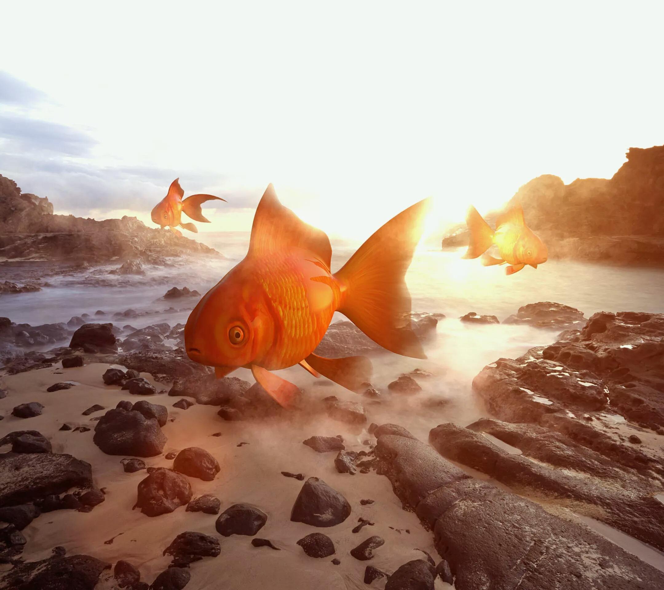 有什么关于鱼的好看的图片