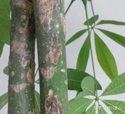 发财树有哪些常见的病虫害?