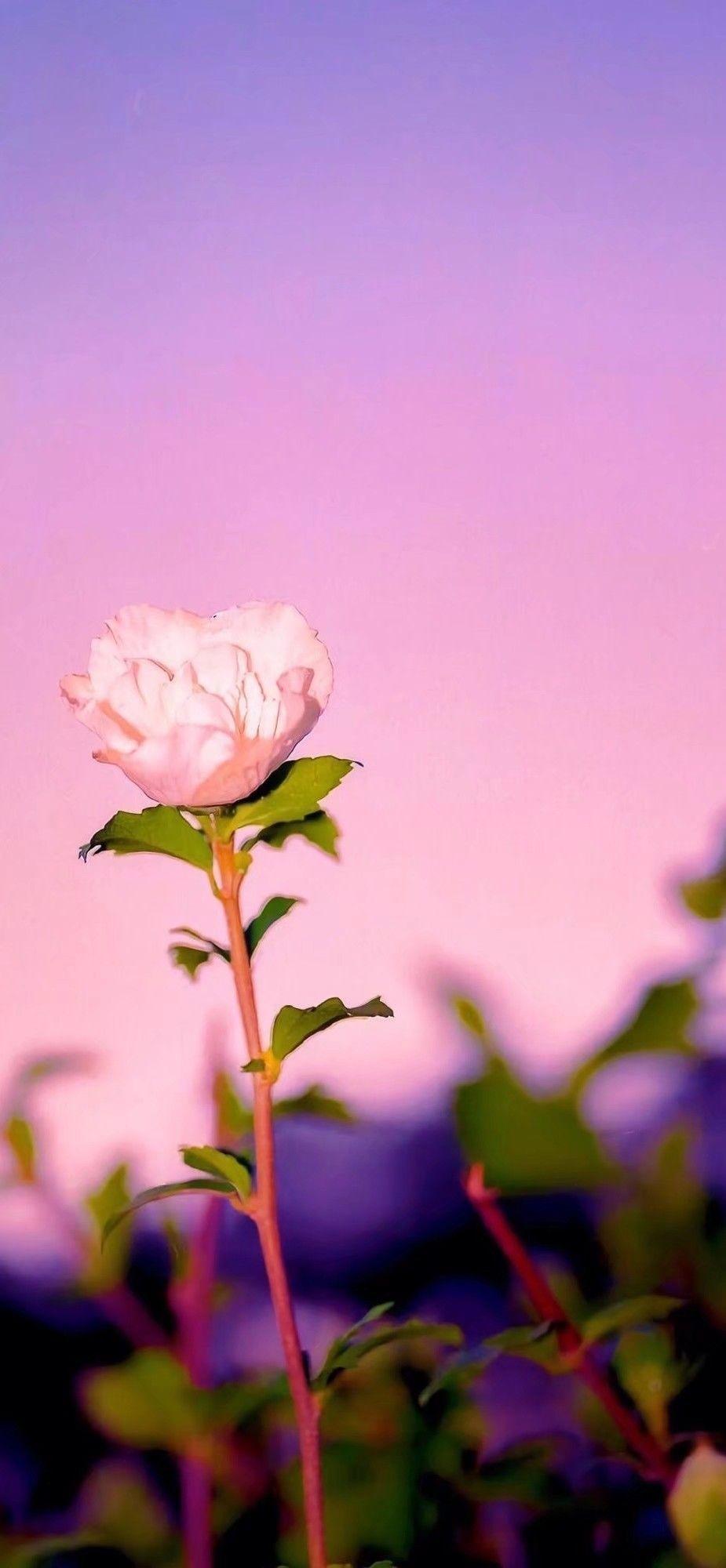 有哪些阳光让人心情会好的壁纸推荐? - 知乎