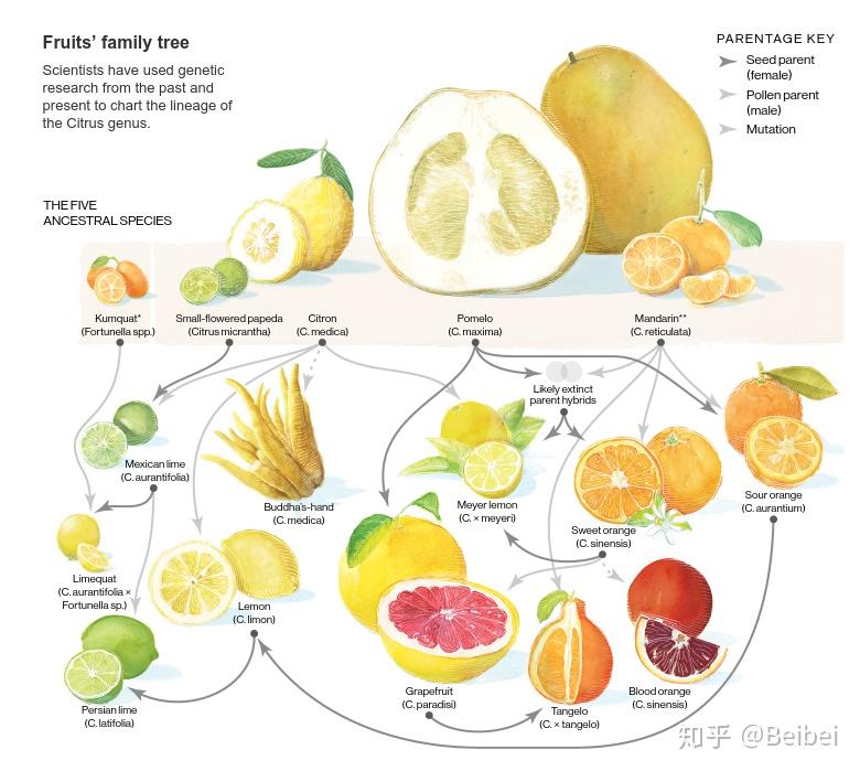 mandarin,tangerine,clementine,temple 这几种橘子有什么具体区别?