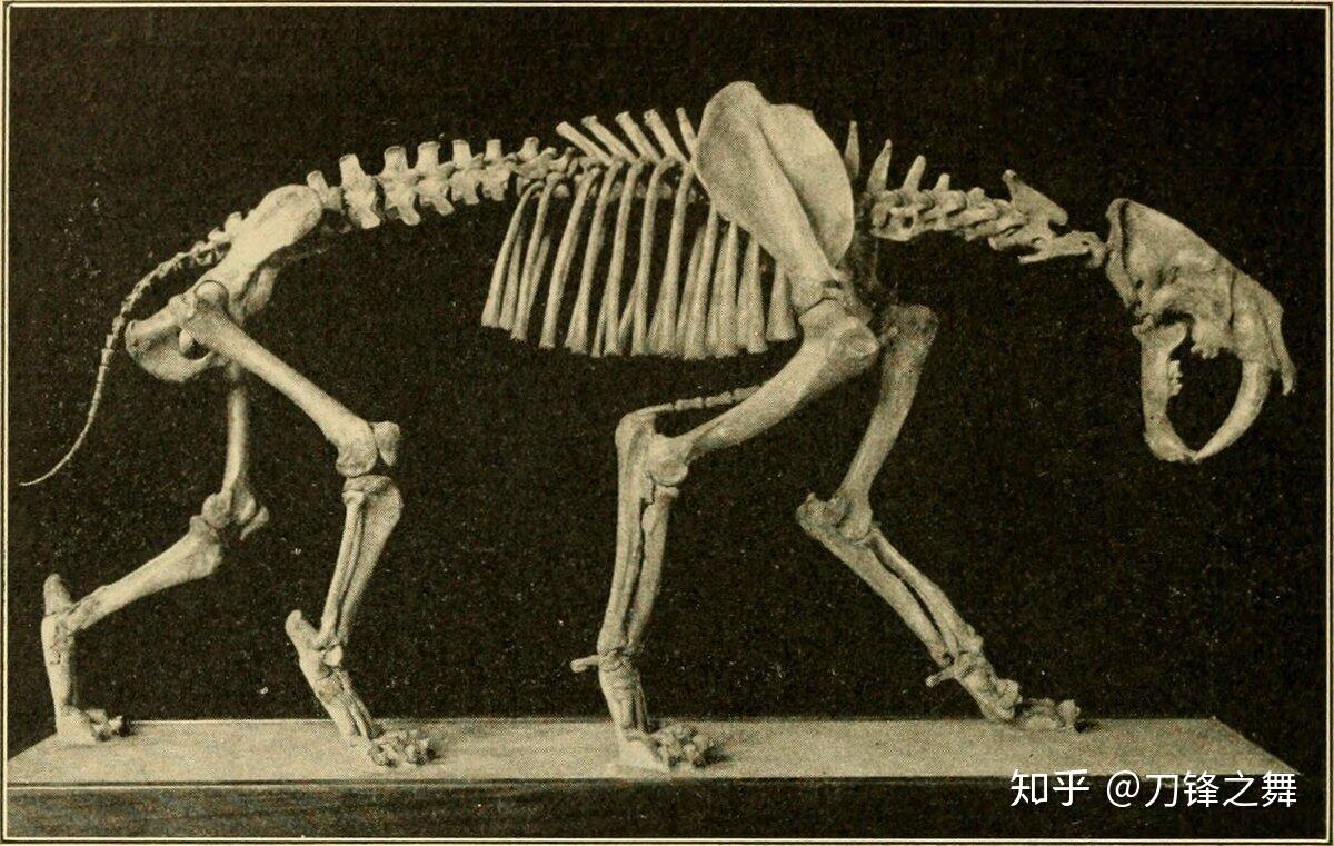 剑齿虎打得过狮子老虎吗?(剑齿虎与狮子体型对比)