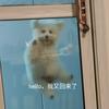 不怎么可爱