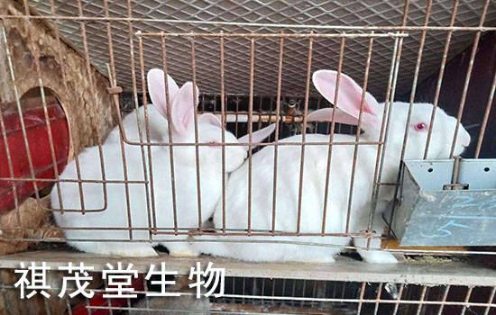 兔子为什么会得兔瘟 兔子为什么会得兔瘟