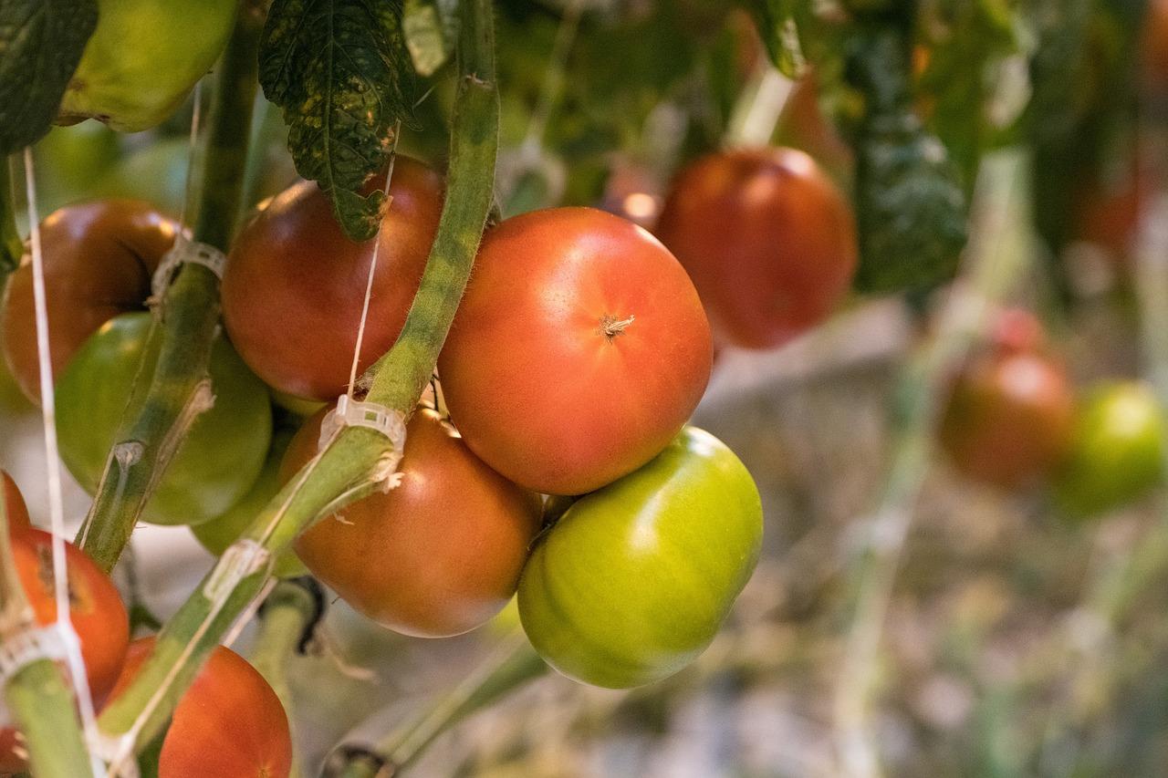 3. 防冻害关键技术