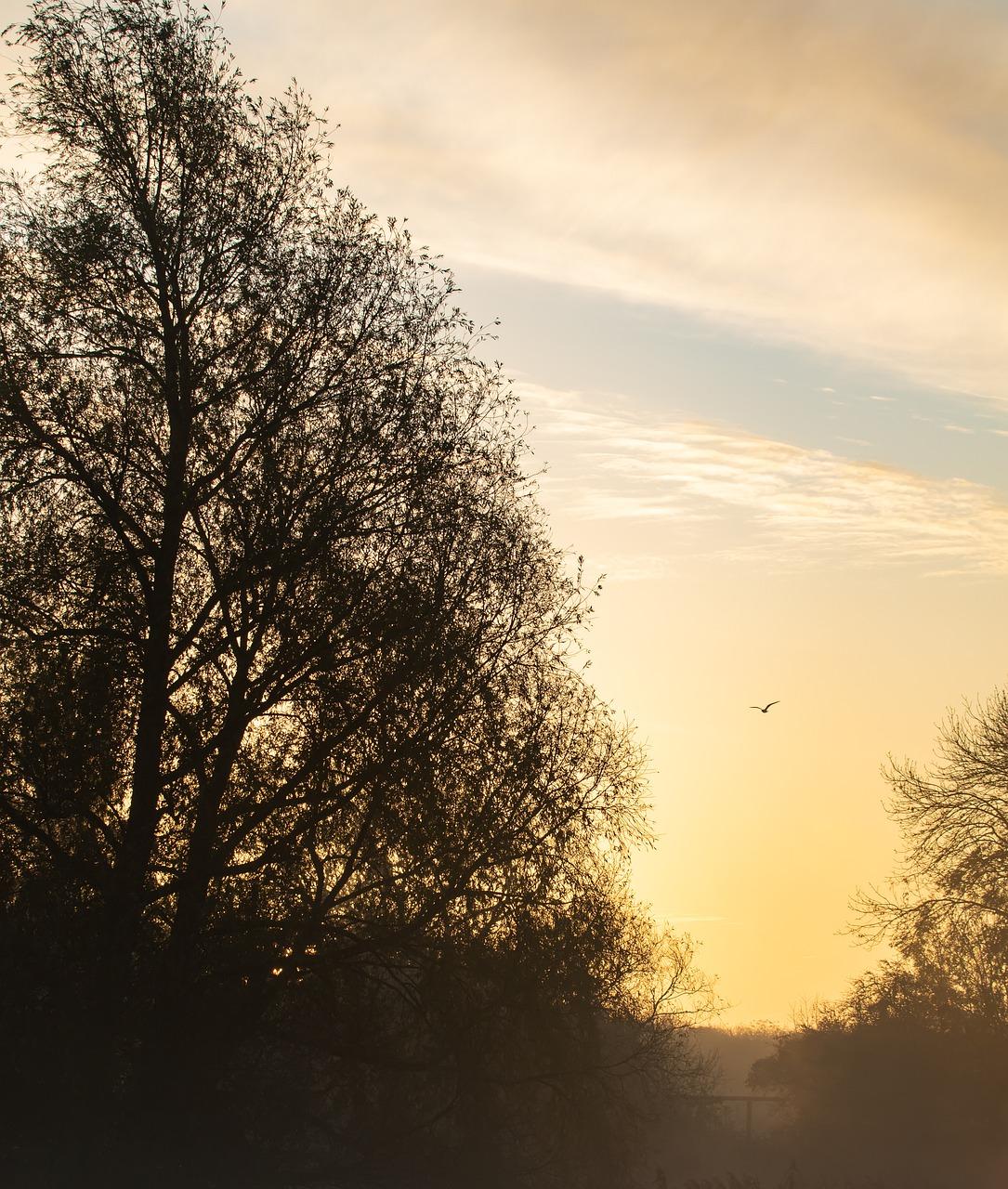 树下的回忆角落