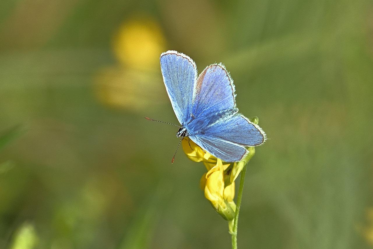 3. 授粉最佳时期