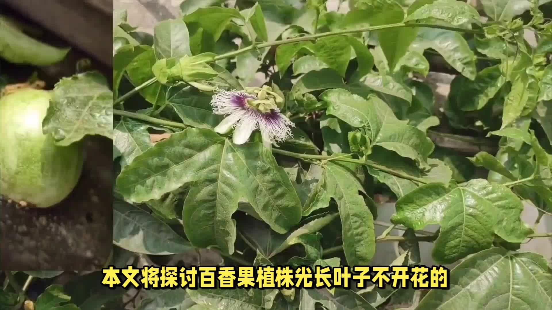 百香果为什么不开花不结果