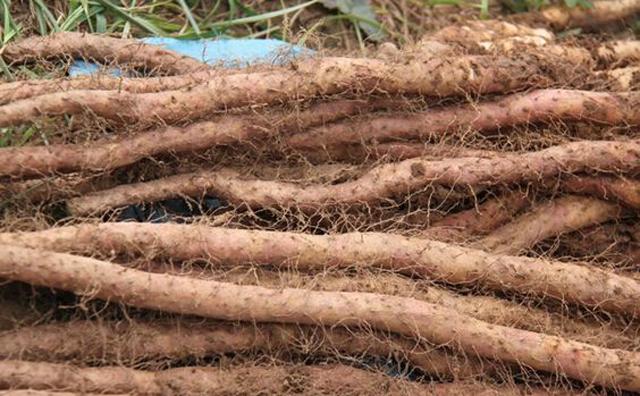 山药根腐病有什么特效药山药抗重茬怎样处理山药枯萎黄萎病死苗用药根