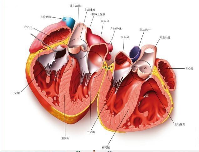[心血管的系统总结] s2e1 心脏