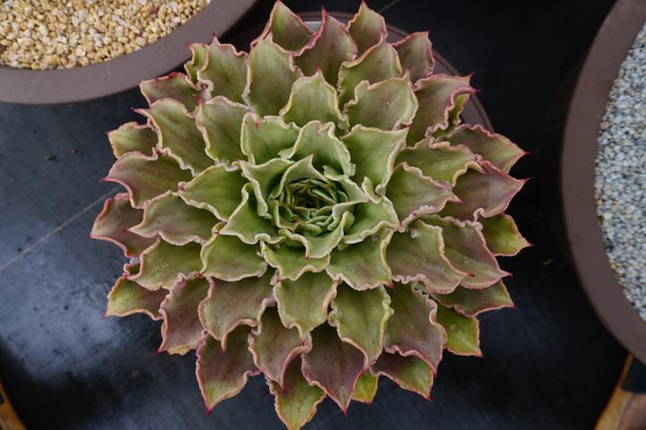 多肉饺子皮详解Echeveria 'Madiba' - 知乎