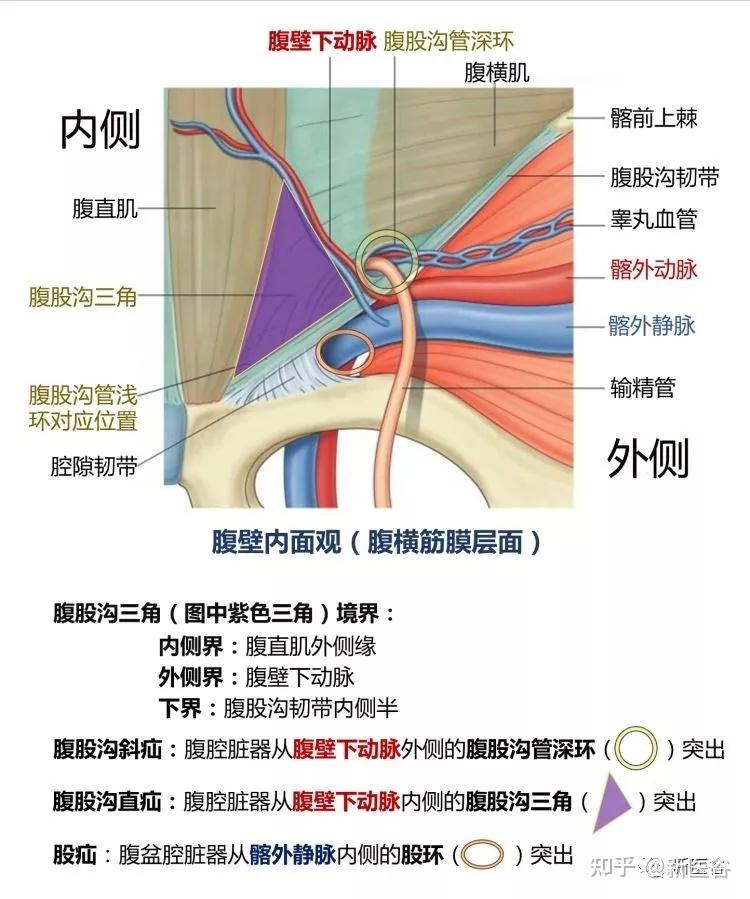 腹股沟区解剖比较抽象