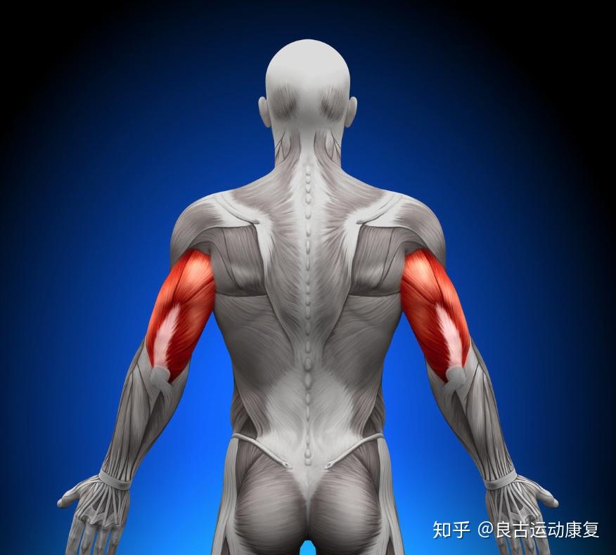 泡沫轴筋膜放松系列——“肱三头肌”详解 - 知乎