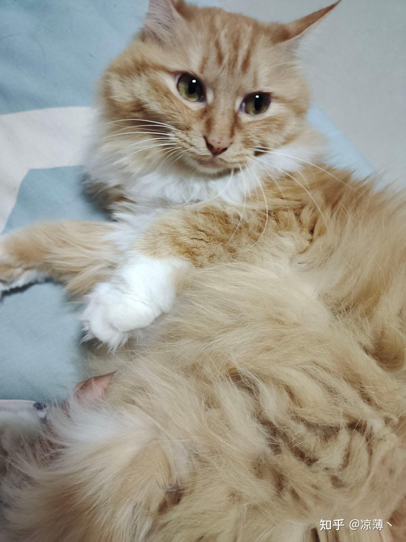 寻猫启事，天津的小伙伴帮帮我找找猫，求求了 - 知乎