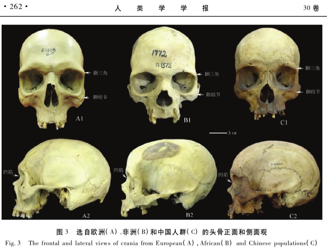 中国人有无东亚直立人的基因？ - 知乎