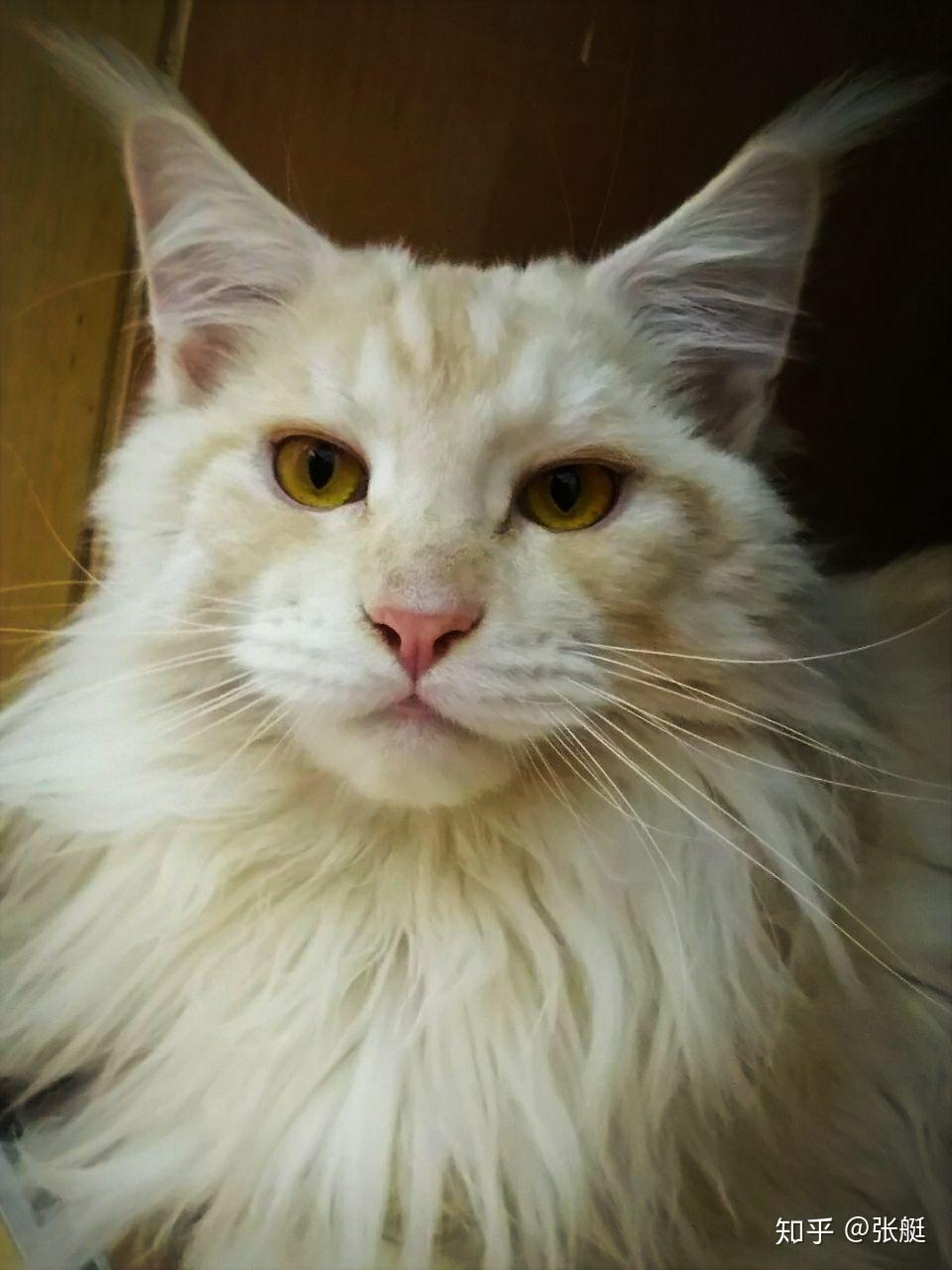 在中国南方养缅因猫会不会太热了