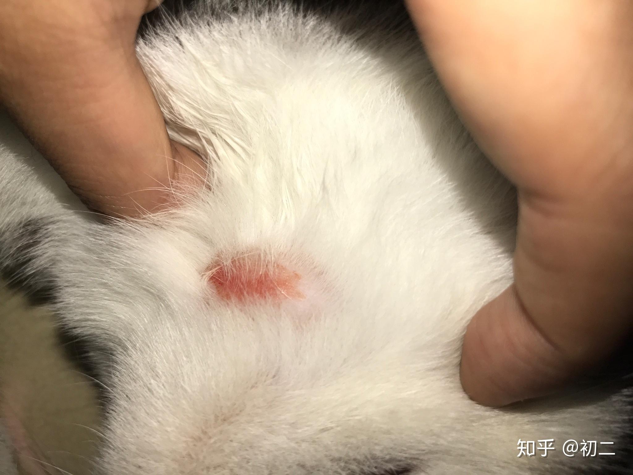 美国短毛猫后脖子局部脱毛是什么病